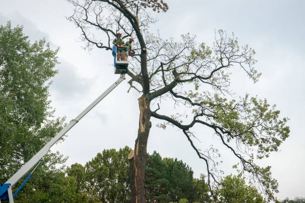 How Our Tree Care Process Works  in  Little Elm, TX